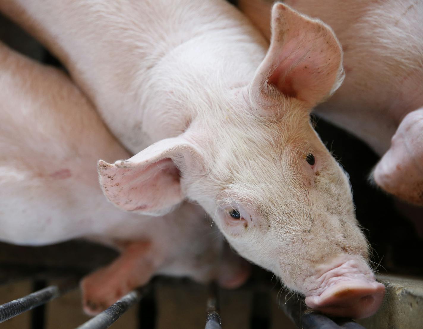 IMAGE DISTRIBUTED FOR NATIONAL PORK BOARD - Pigs on Schoettmer Prime Pork farm in Tipton, Ind., Sept. 17, 2015. Farmer Keith Schoettmer was recognized as America&#xed;s Pig Farmer of the Year. (A.J. Mast/AP Images for National Pork Board)