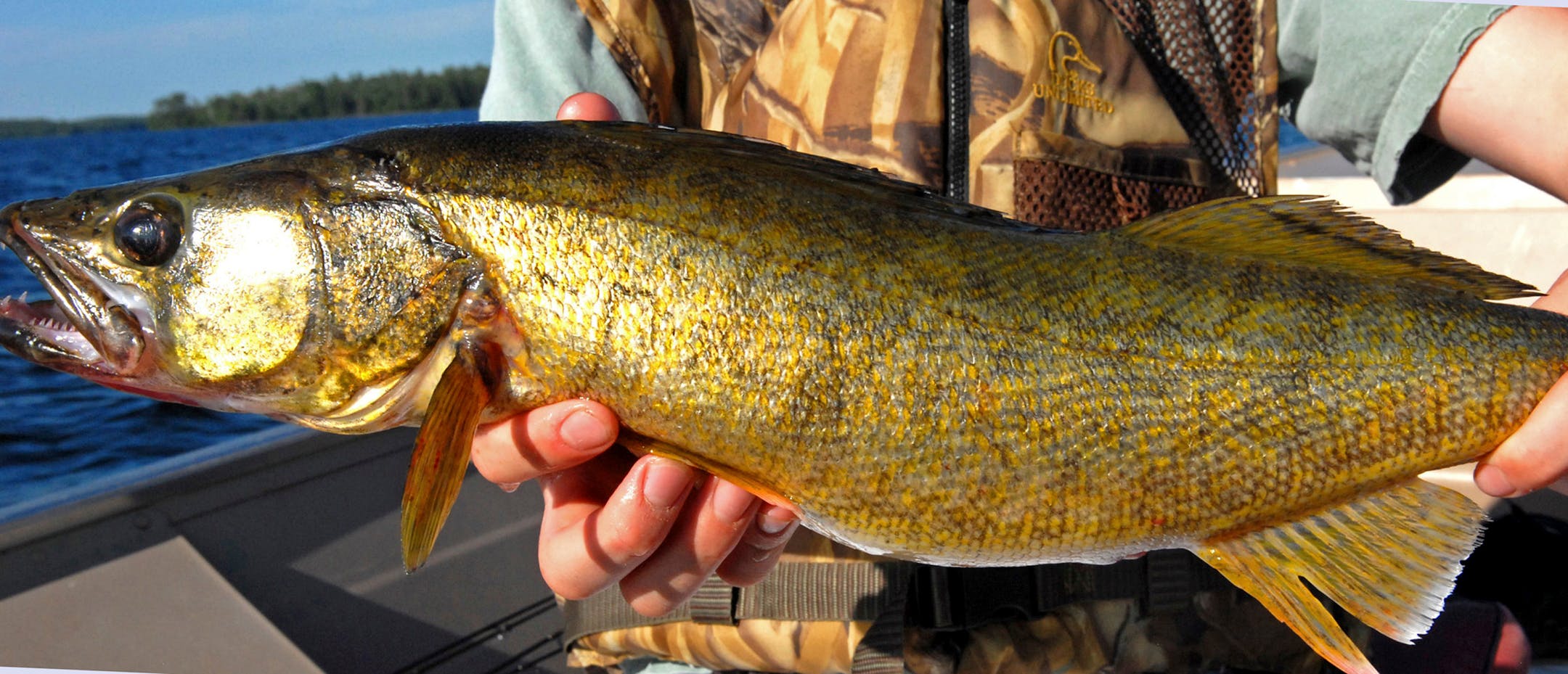 A walleye weighing 4.5 pounds was among the rewards of a trip into Trout Lake via a portage from Lake Vermilion in Minnesota.