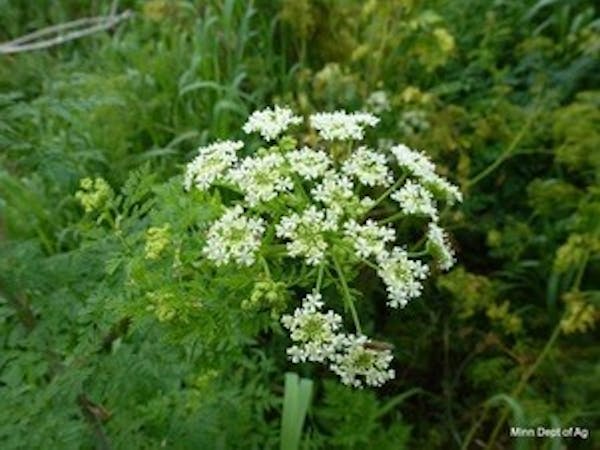 Poison hemlock, a deadly weed, is popping up in parts of Minnesota.