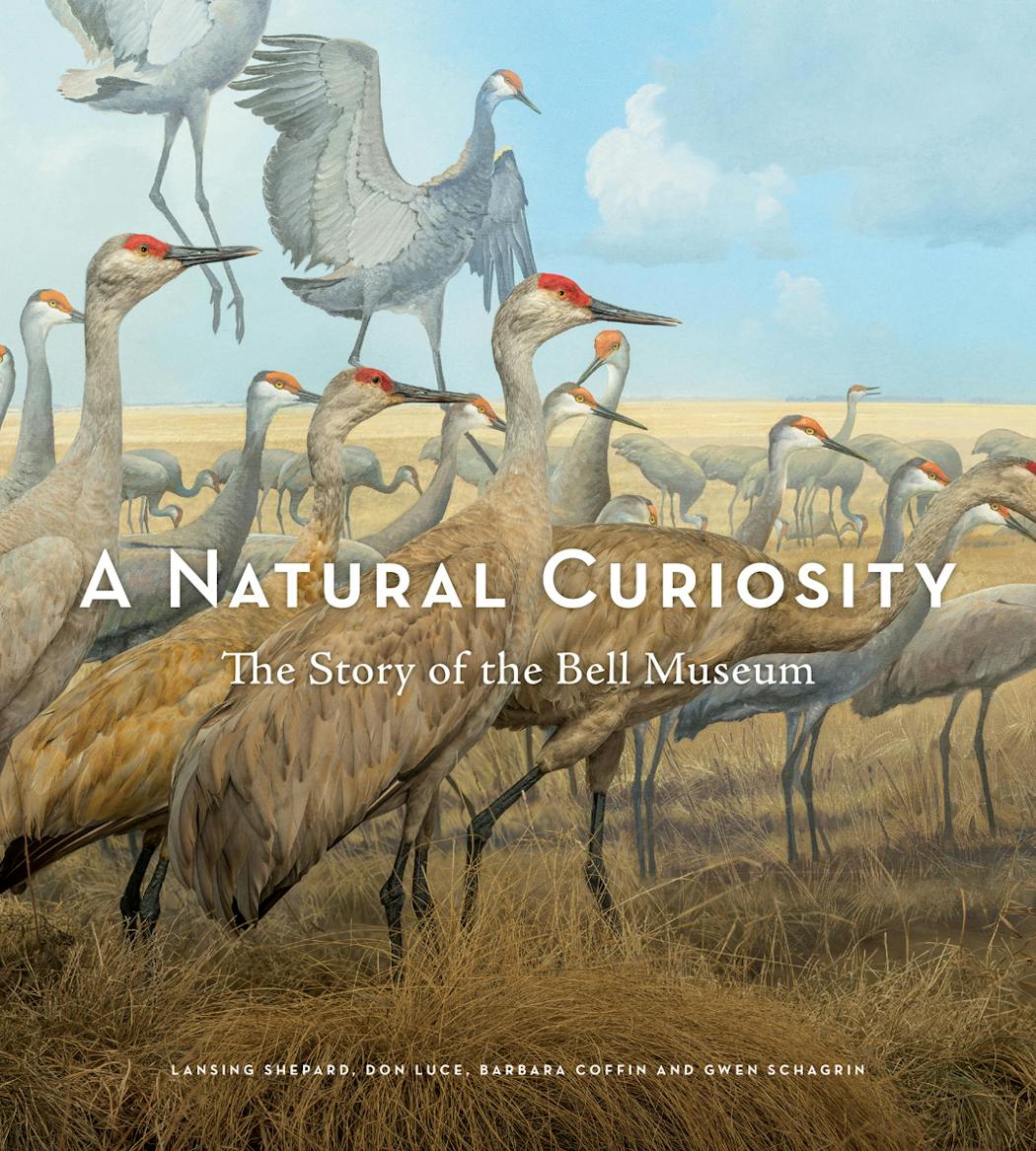 The new book’s cover speaks to the Bell Museum’s history. It shows a diorama of sandhill cranes completed in 1946. “A Natural Curiosity: The Story of the Bell Museum”