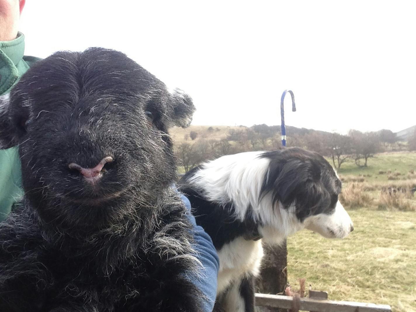 The wild life in Britain&#x2019;s Lake District, from James Rebanks&#x2019; &#x201c;The Shepherd&#x2019;s Life.&#x201d;