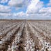 Cotton grows, Tuesday, Aug. 9, 2022, in Victoria, Texas. During a normal growing year, the tops of the plant would be full of cotton. This year’s ha