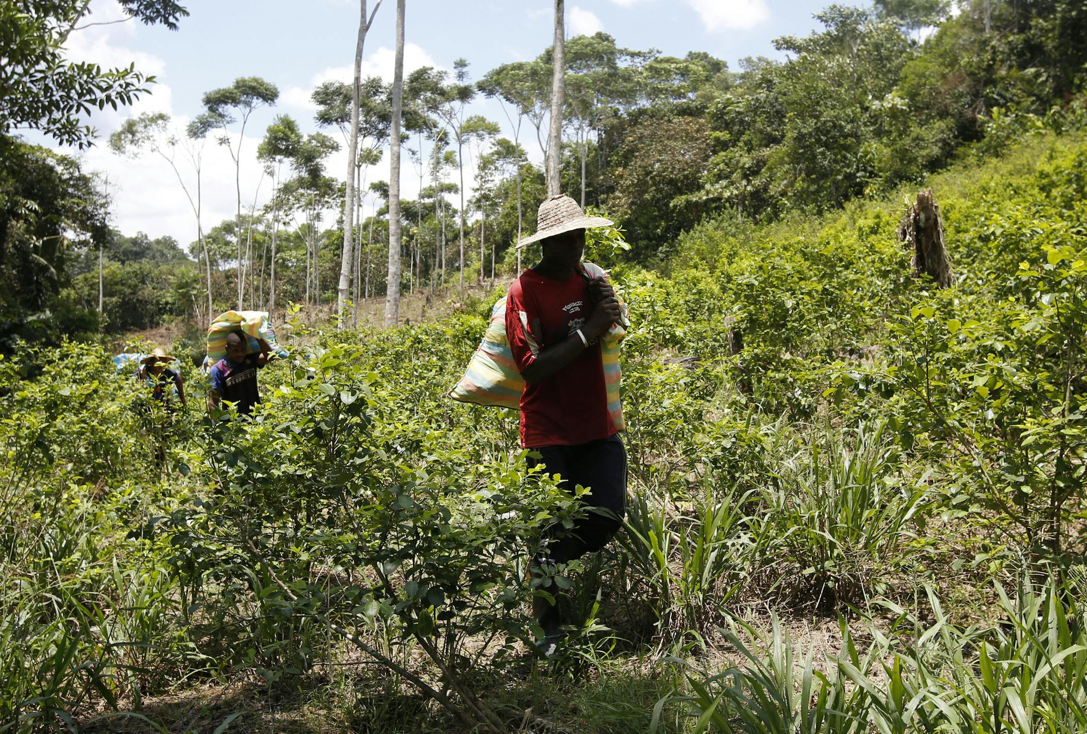 In this March 3, 2017 photo, peasants carry loads of harvested coca leaves along a coca field in Puerto Bello, in the southern Colombia's state of Putumayo. Coca cultivation surged last year and now covers more territory than it did when a multibillion U.S.-led eradication campaign began 16 years ago, according to a new survey published Tuesday of illegal crops taken by the U.S. government. (AP Photo/Fernando Vergara)
