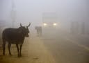 Cows stand by the side of a road as a truck drives with lights on through smog in Greater Noida, near New Delhi, India, Wednesday, Nov. 8, 2017. A thi