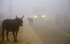 Cows stand by the side of a road as a truck drives with lights on through smog in Greater Noida, near New Delhi, India, Wednesday, Nov. 8, 2017. A thi