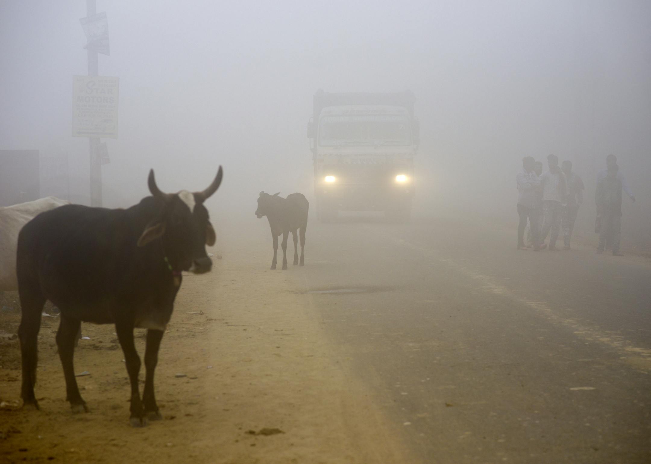 Cows stand by the side of a road as a truck drives with lights on through smog in Greater Noida, near New Delhi, India, Wednesday, Nov. 8, 2017. A thick gray haze enveloped India's capital on Wednesday as air pollution hit hazardous levels. The Indian Medical Association said New Delhi was in the midst of a "public health emergency" and appealed to the city government to halt sports and other outdoor activities in schools. (AP Photo/R S Iyer)