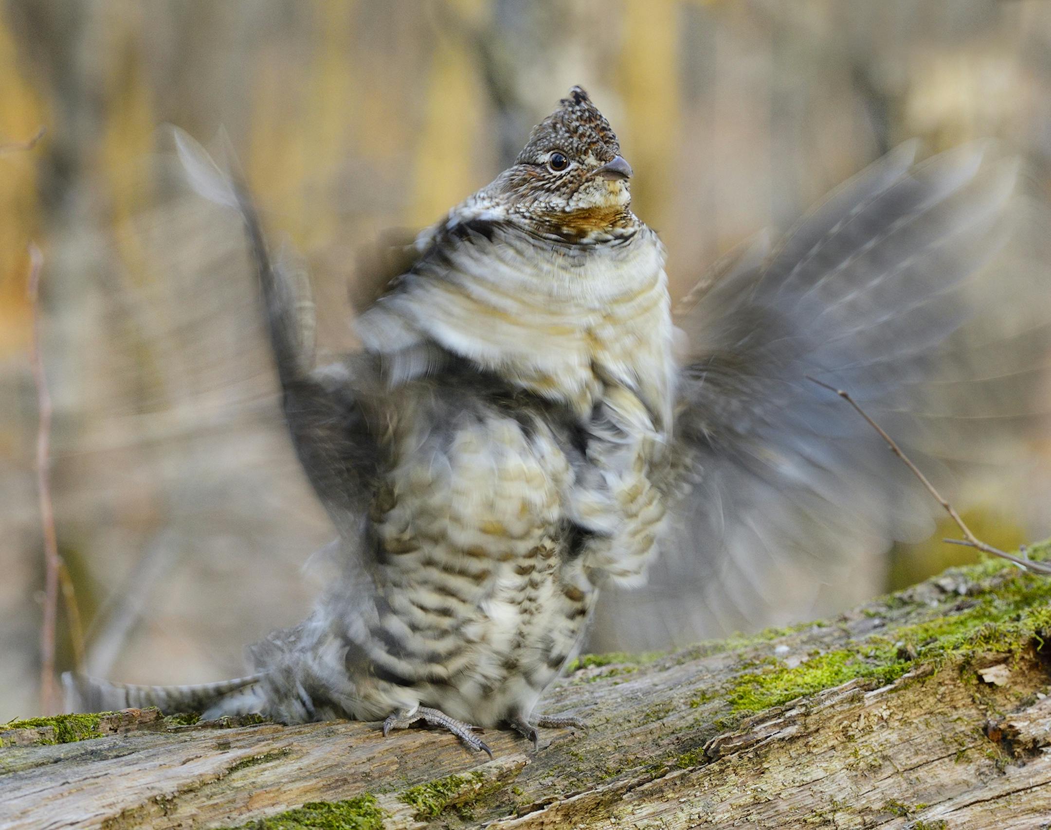 A male ruffed grouse is drumming from its drumming log. The unusual drumming sound is produced when a grouse strikes the air vigorously enough to create a brief vacuum, in effect causing a miniature sonic boom.