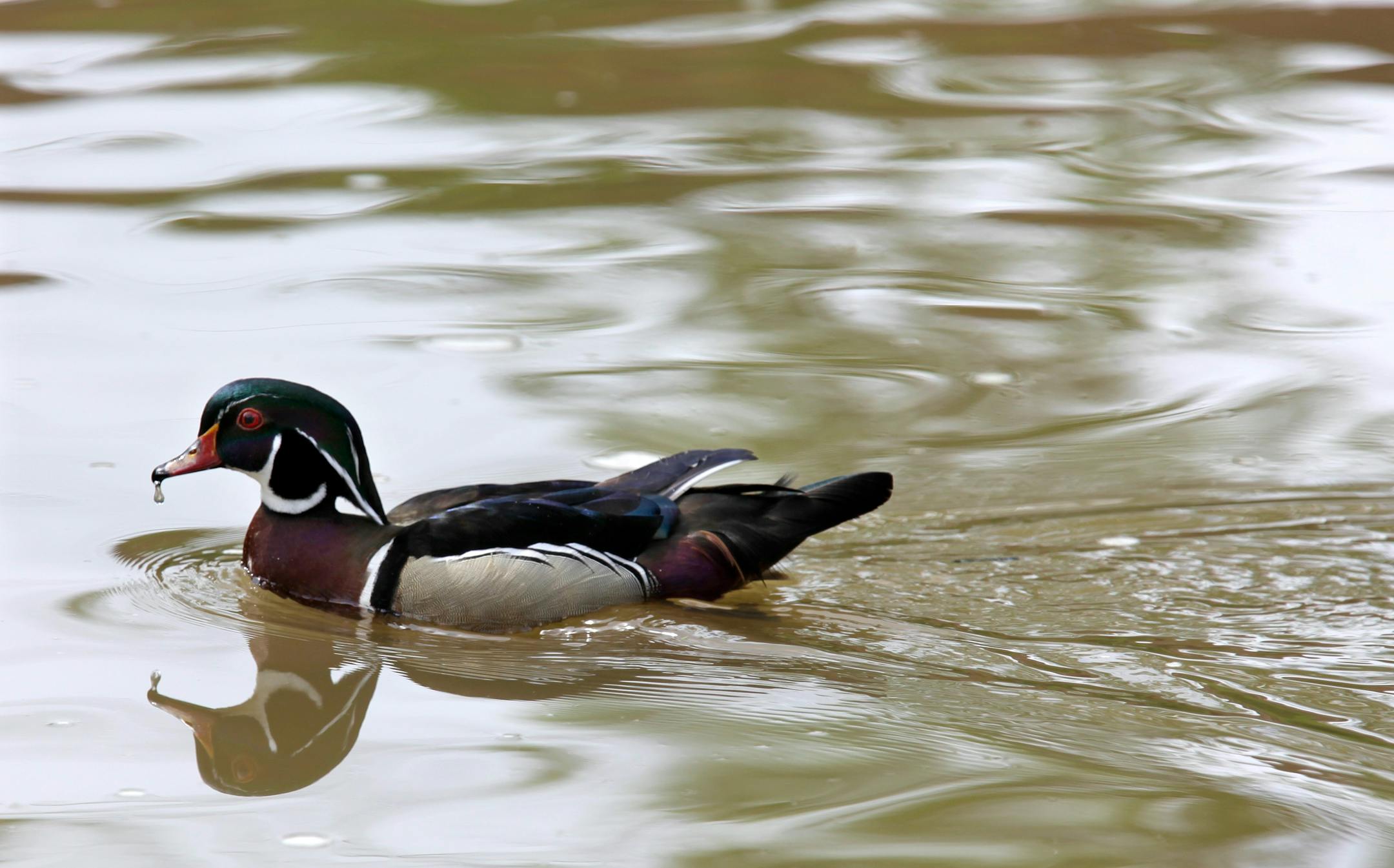 A male wood duck