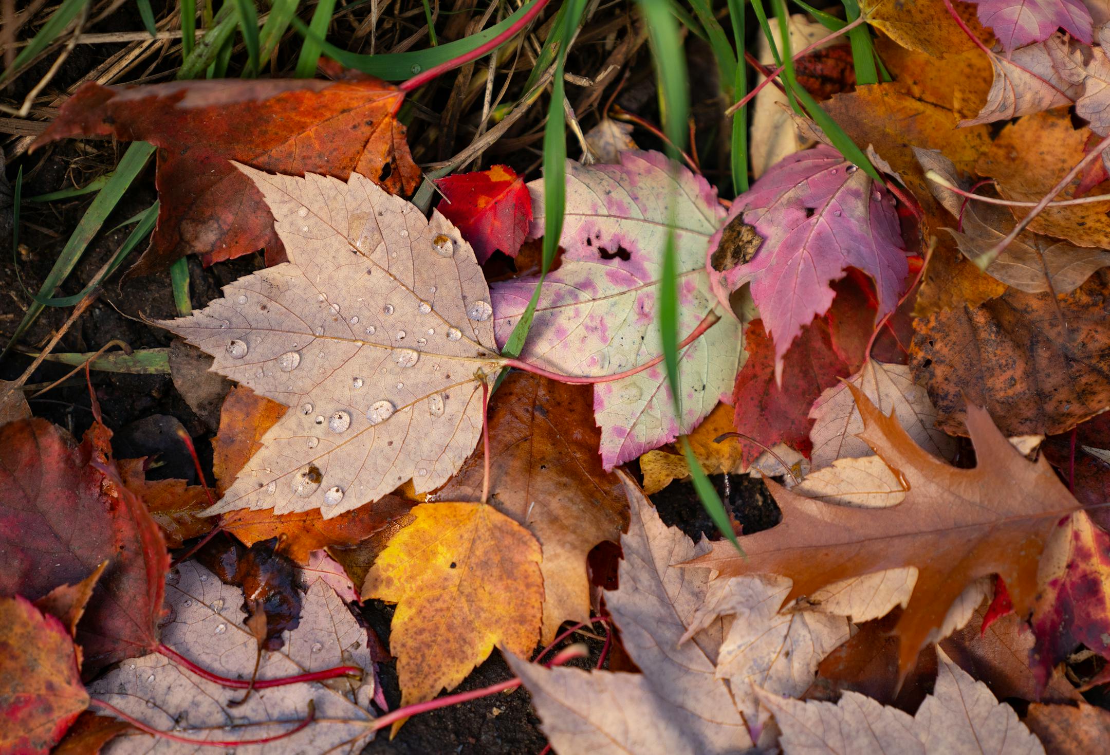 Droplets of water pool on fallen autumn leaves Wednesday, Oct. 4, at Enger Park in Duluth, Minn.