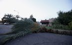 A downed palm tree blocks the way for traffic on a residential street early on Tuesday, Sept. 1, 2015 in Phoenix, after monsoon storms hit the Phoenix