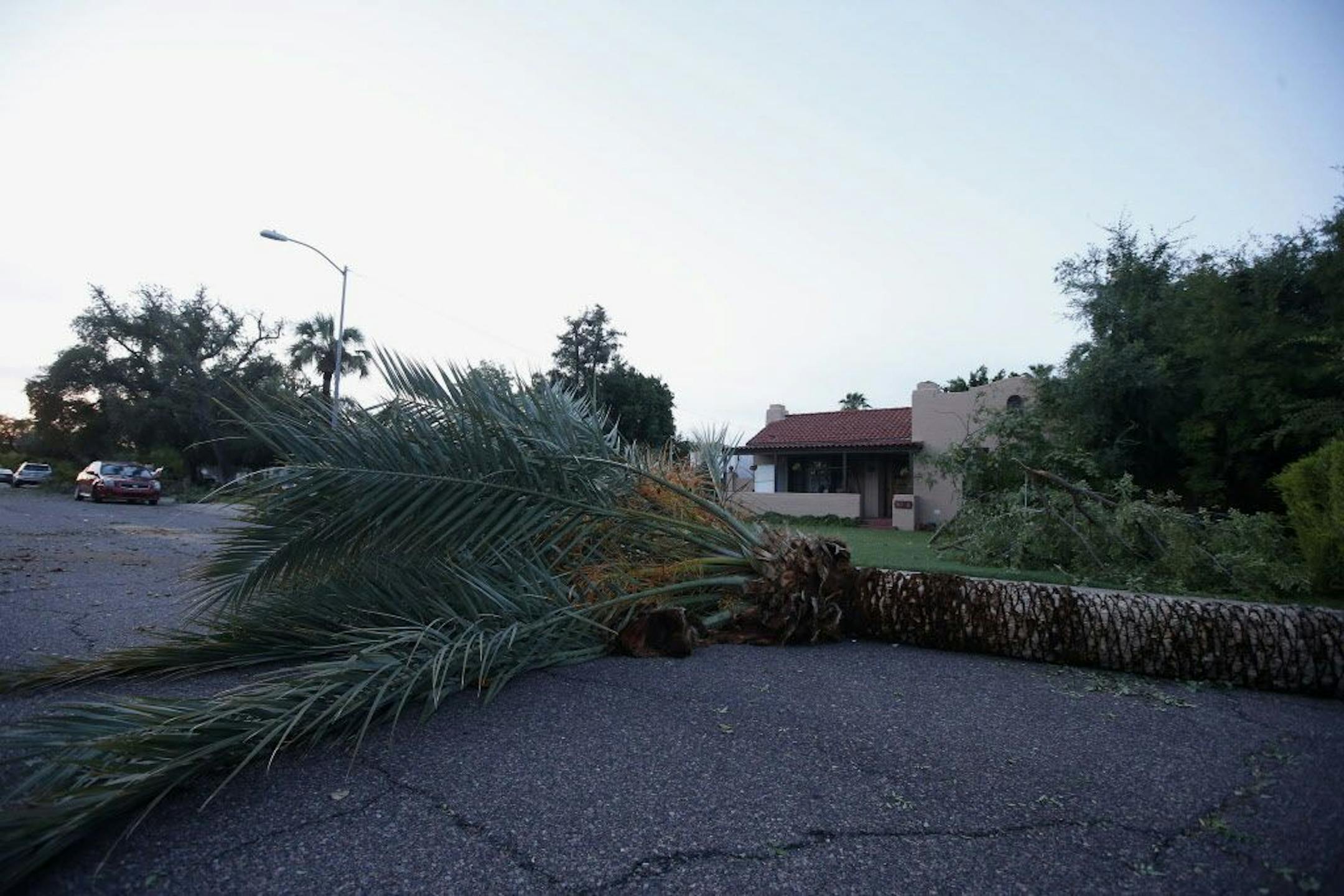 A downed palm tree blocks the way for traffic on a residential street early on Tuesday, Sept. 1, 2015 in Phoenix, after monsoon storms hit the Phoenix area Monday night knocking out power to thousands, delaying air travel, and stranding motorists in flash floods. The storms began moving through the area around sundown with high winds, lightning and heavy rain.