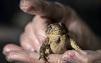 Como Park Zoo and Conservatory lead Wyoming toad zookeeper Breanne Barney handled a female toad in their containment room Thursday. Wyoming toads went