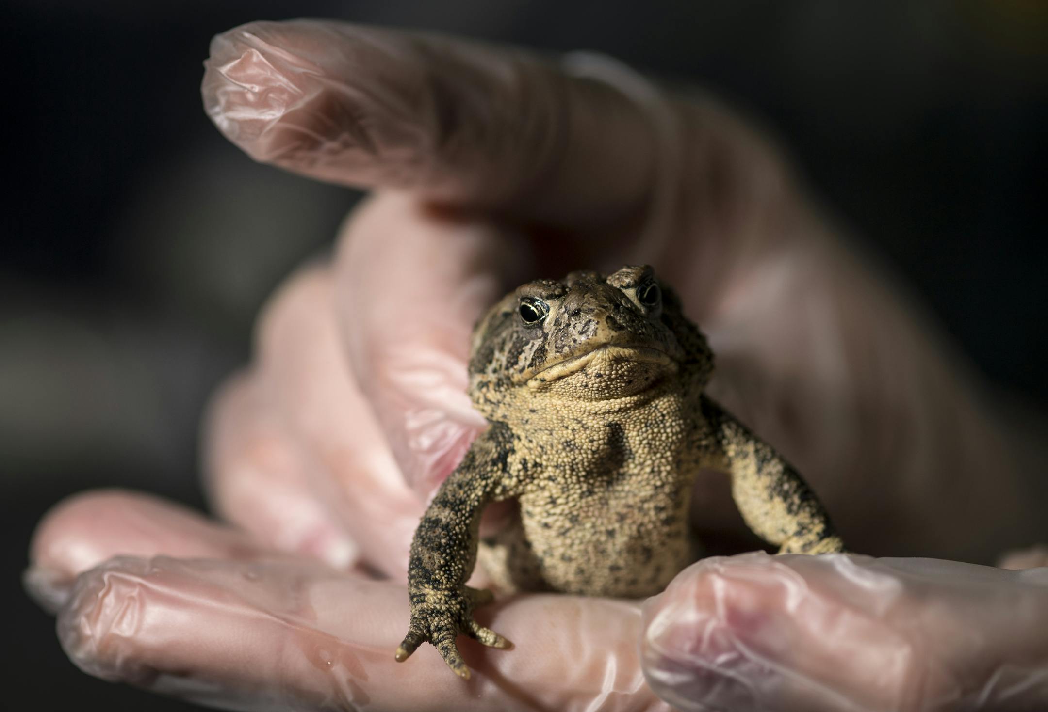 Como Park Zoo and Conservatory lead Wyoming toad zookeeper Breanne Barney handled a female toad in their containment room Thursday. Wyoming toads went extinct in the wild due to insecticides and chytrid fungus. The Como Park Zoo and Conservatory has spearheaded efforts to breed and repopulate the species and just shipped 1,304 tadpoles to Laramie, Wyoming, where they'll be released into the wild. The toad photographed is the mother of the 1,304 tadpoles released in Wyoming. ] (AARON LAVINSKY/STA