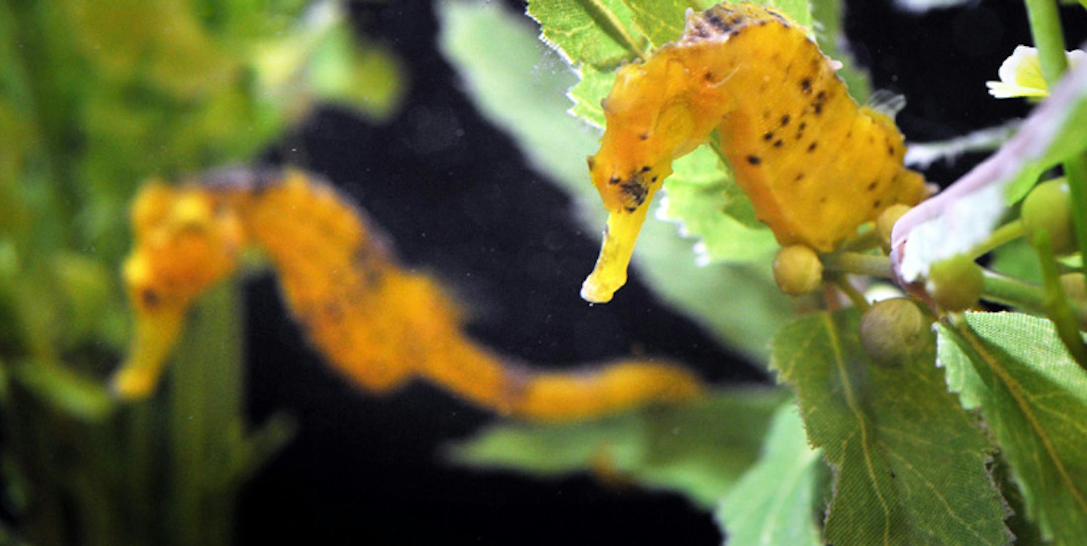 These seahorses will be part of the Seahorse Kingdom exhibit at Underwater Adventures at the Mall of America. The aquarium spent $250,000 on the new exhibit.