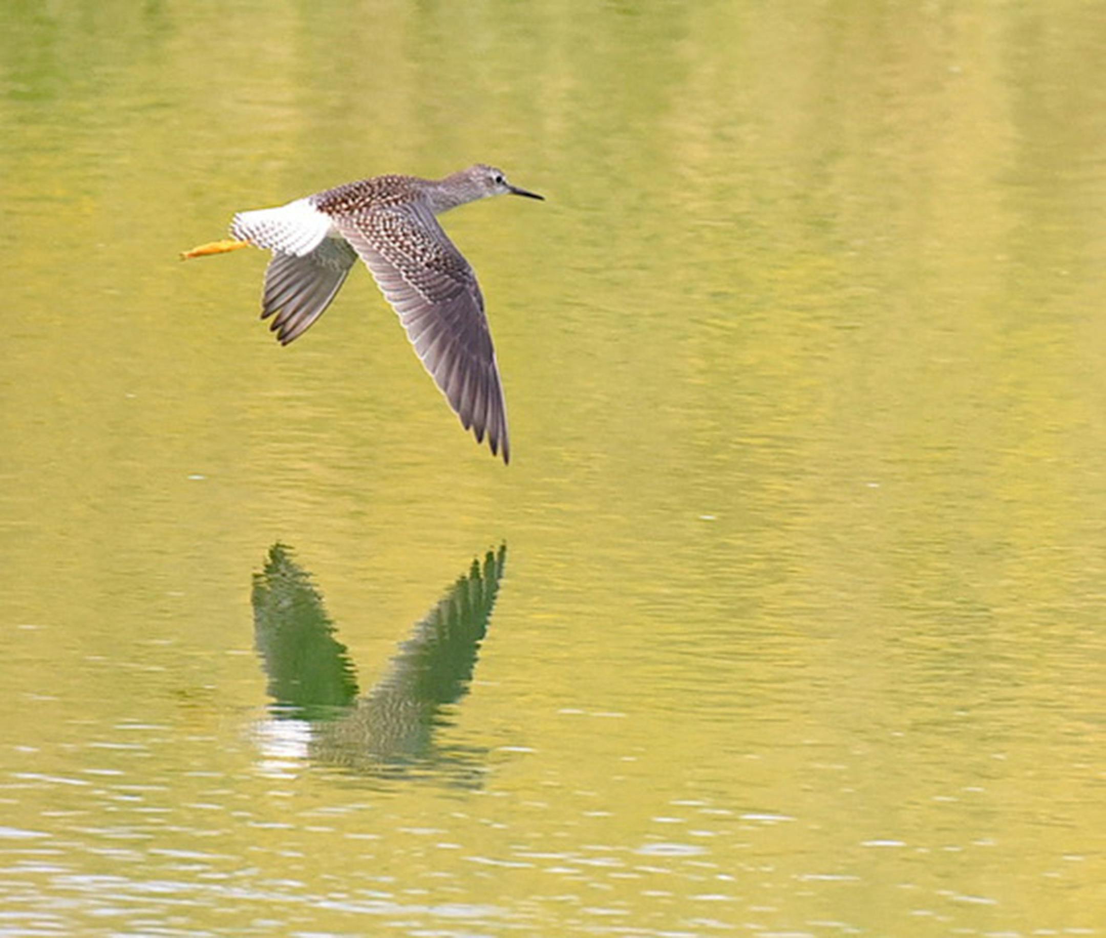Shorebirds, like this yellowlegs, move through after the ducks.Jim Williams photo