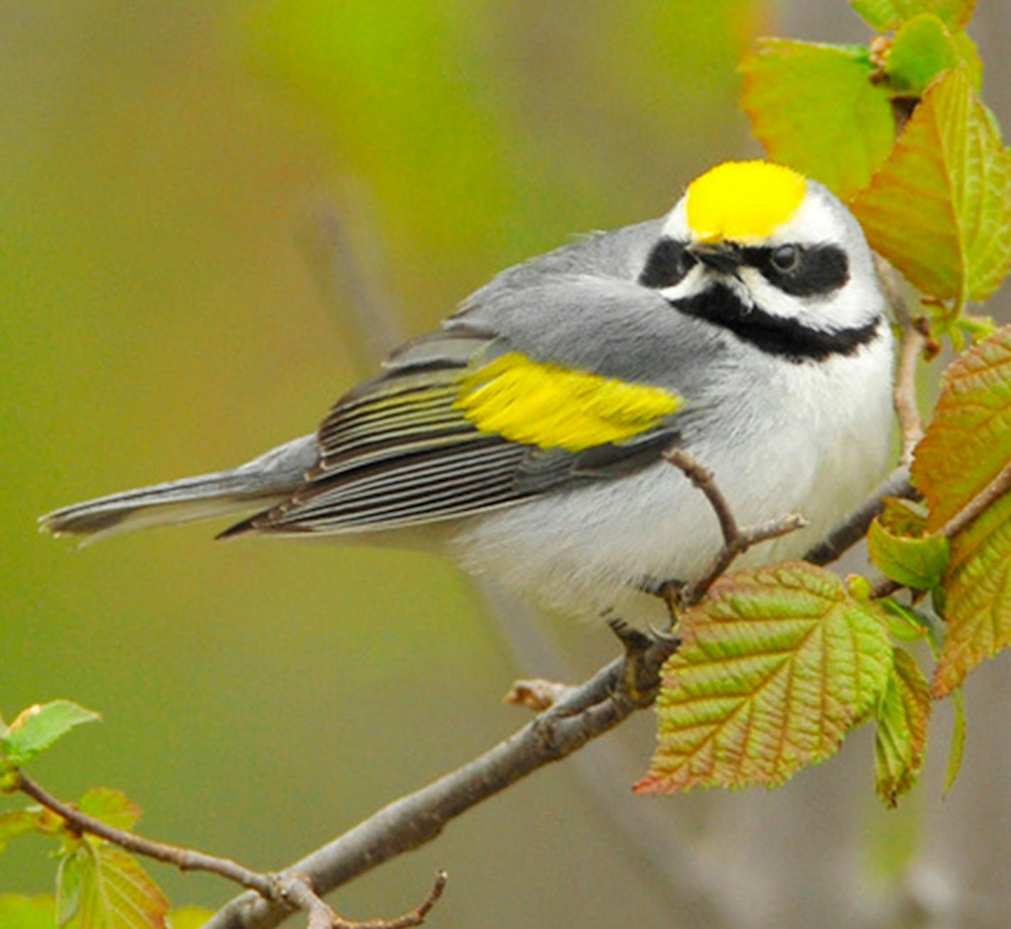 Golden-winged warblers flee well ahead of storms.