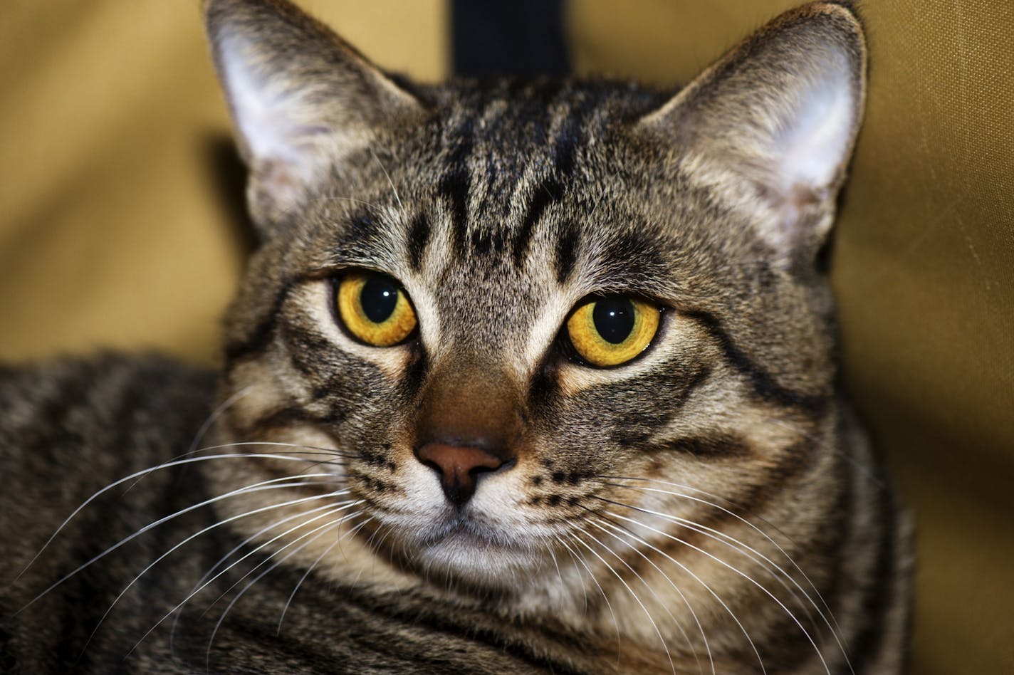 DAVID BREWSTER ¥ dbrewster@startribune.com Sunday 01/30/11 St.Paul More than 200 felines representing as many as 26 breeds from the United States and Canada will compete for the title of ÒBest CatÓ at the Saintly City Cat ClubÕs 35thAnnual Championship Cat Show on Saturday. : } Naonao is a Lihua cat breed, a rarity outside of China. He was at the Saintly City Cat Club 35th annual cat show with his co-owners Kathy and Doug VonAswege.