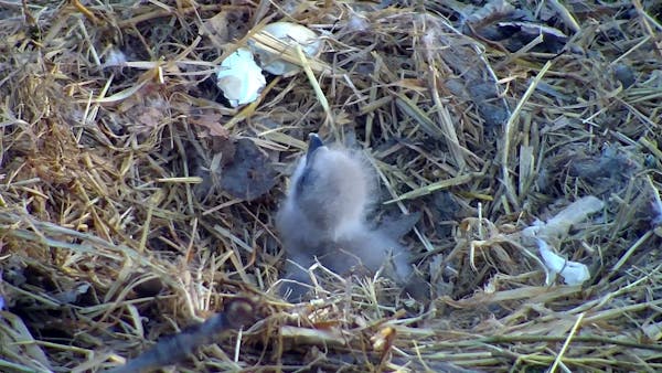 DNR's EagleCam nest falls, eaglet dies