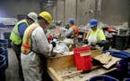 Waste sorters, who are contracted by Hennepin County, sift through trash to check the contents during a week-long study at the Hennepin Energy Recover