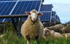 Sheep grazed near a solar farm at Cornell University in Ithaca, N.Y., most likely unaware of their metaphorical tie-in to American ideology.