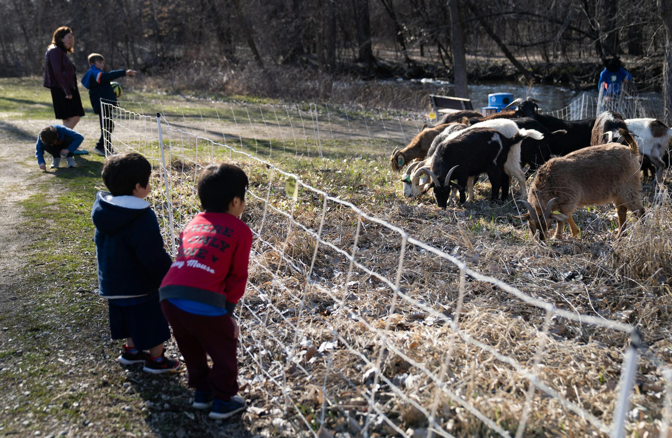 Brothers Gabriel, 2, and Leonardo Munoz, 3, watched as goats ate their way around at Creekview Park.