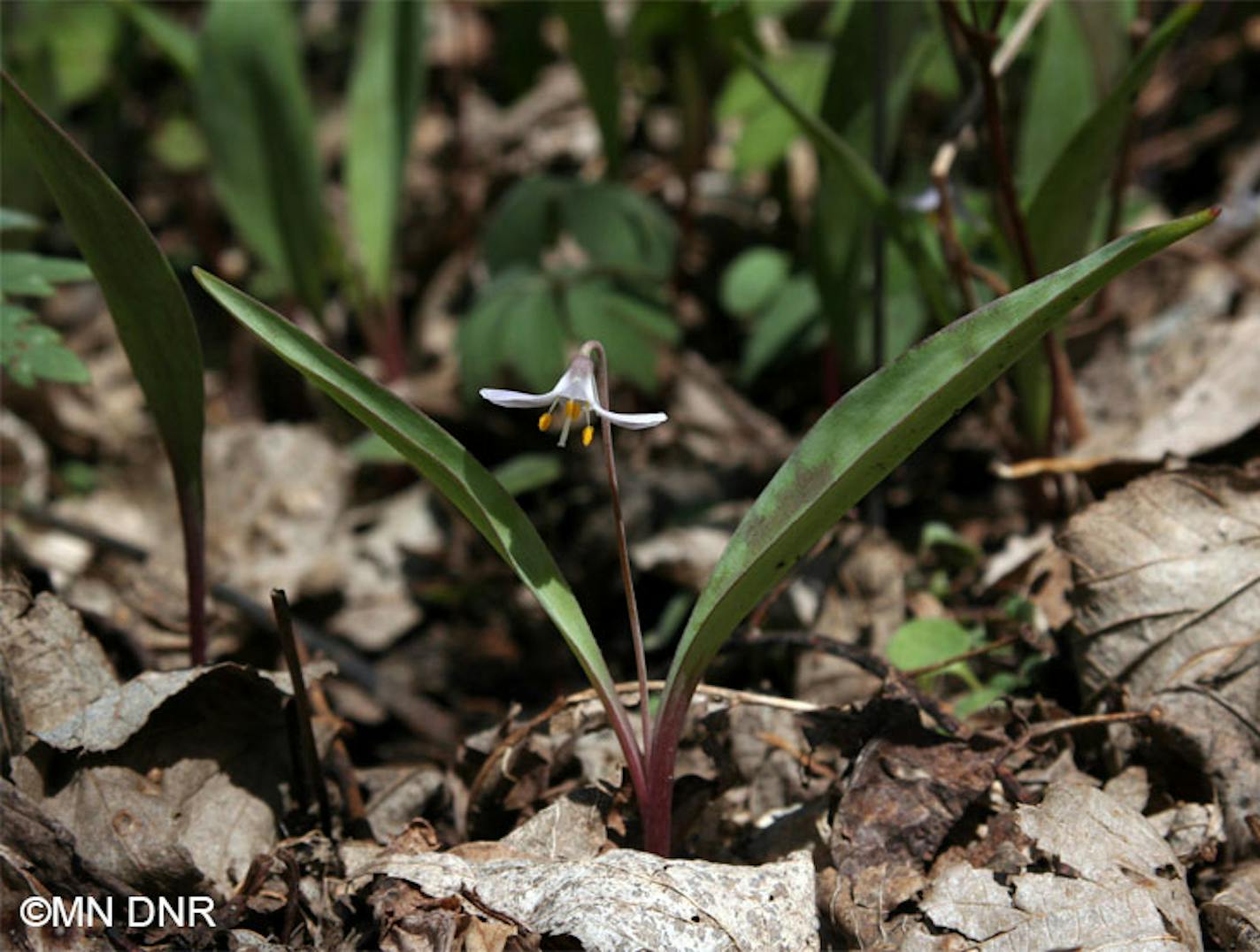 DNR photo: Trout lily, an endangered wildflower the arboretum is working to preserve.