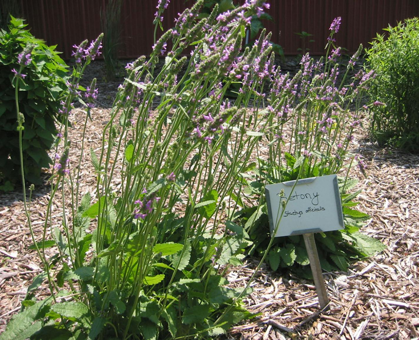 Photo by Michael Agnew Many of the ingredients used in making Olvade beer are grown on site.