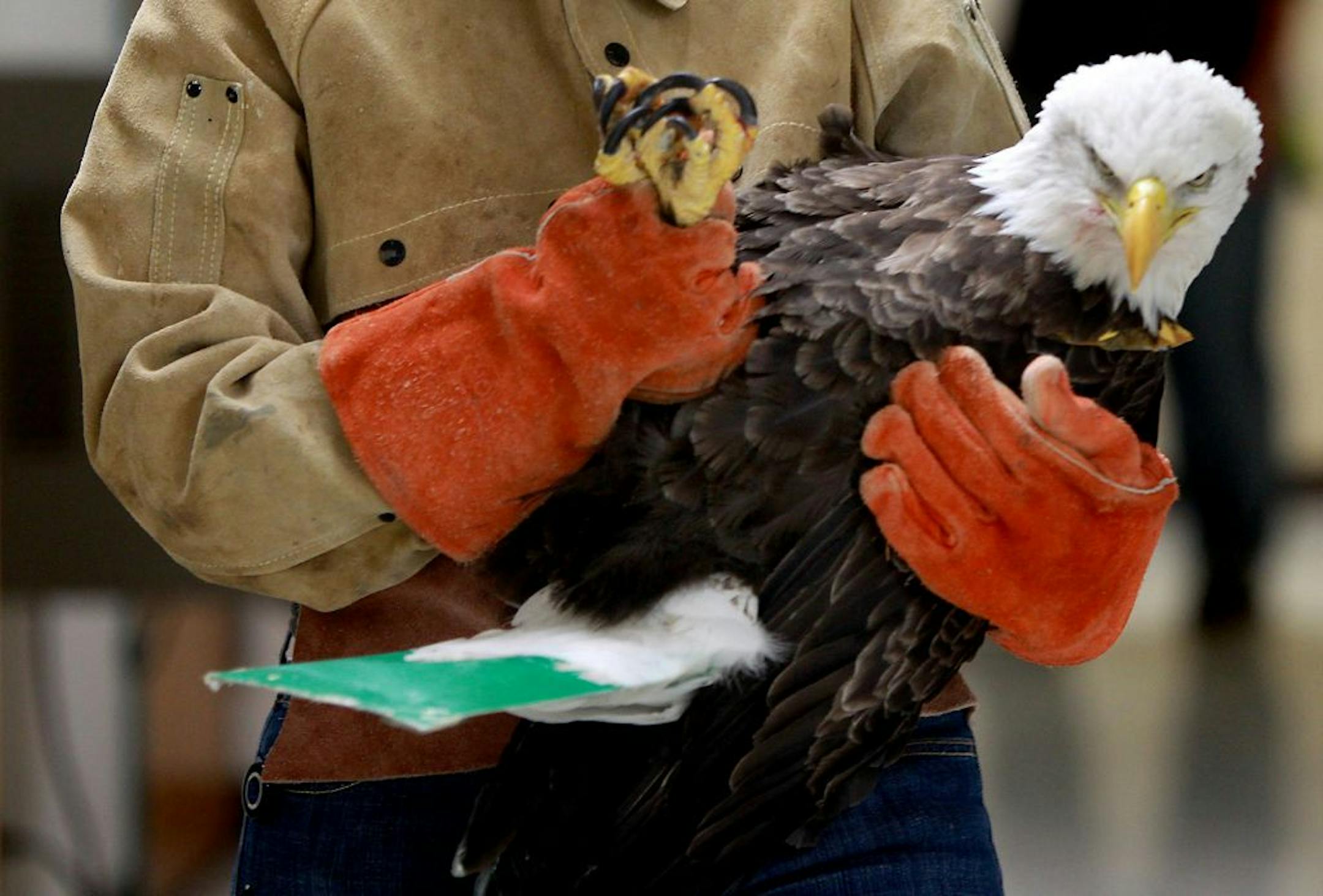 Raptor Center animal handler Kelly Scott carried an eagle into an examination room for lead testing at the University of Minnesota earlier this month.