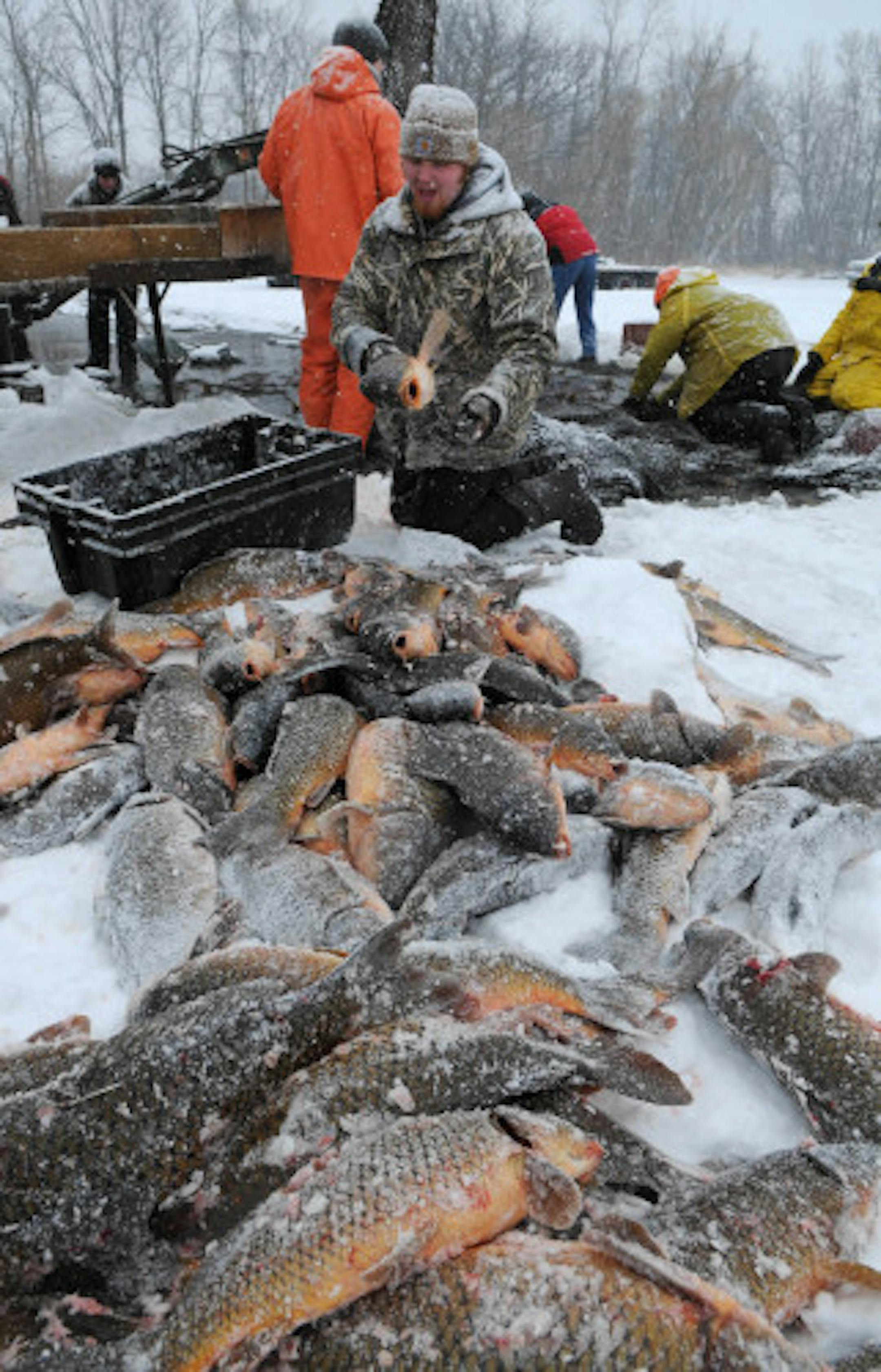 Lake Susan carp round up. Having found a way to reduce sea lampreys in the Great Lakes, Peter Sorensen now is taking on the common carp. The University of Minnesota biologist has begun a scientific study in three lakes in Eden Prairie and Chanhassen that could offer the first hope for thinning the nasty bottom diggers from lakes across the country. Two-thirds of all Minnesota lakes - and all metro-area lakes -