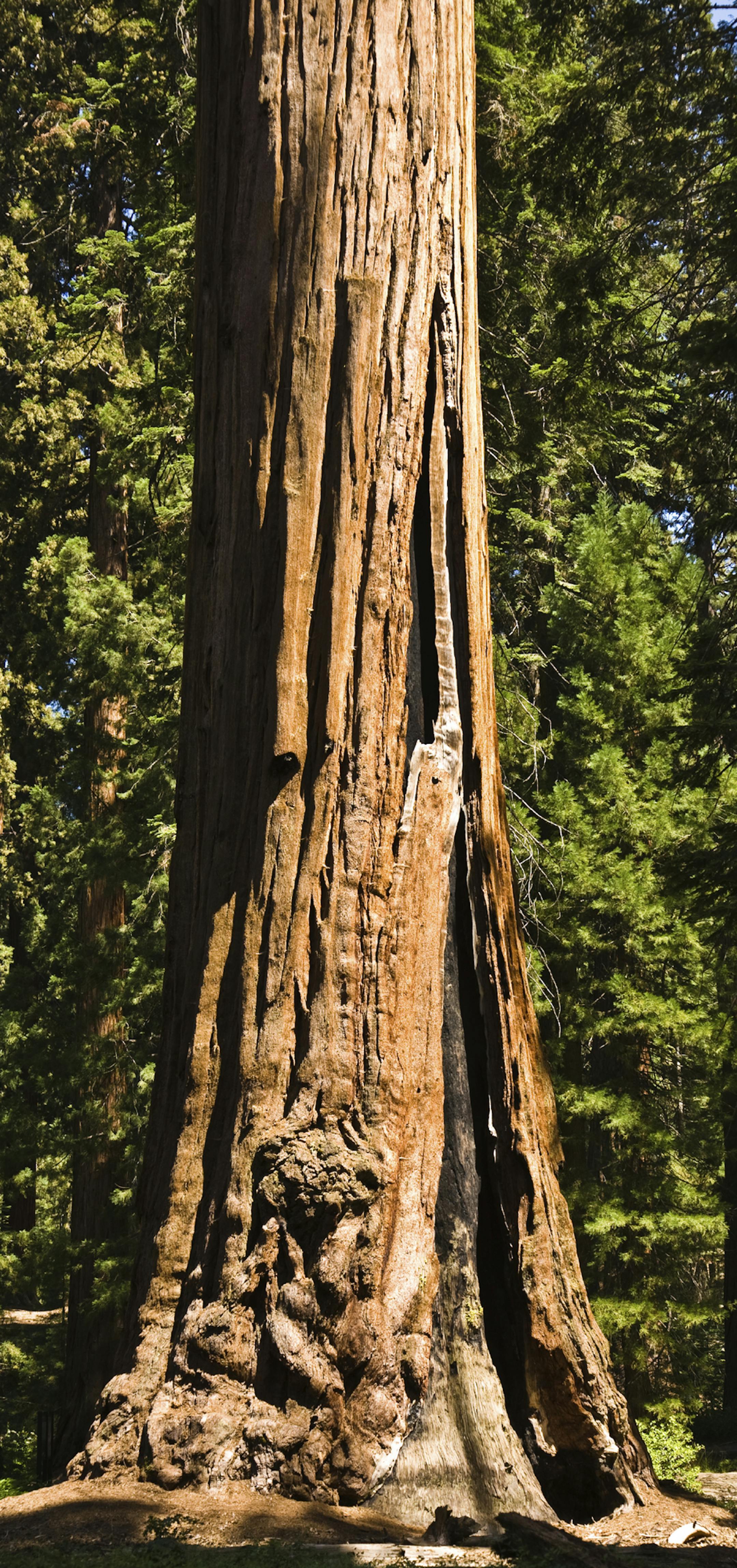 tall and big sequoias in beautiful sequoia national park