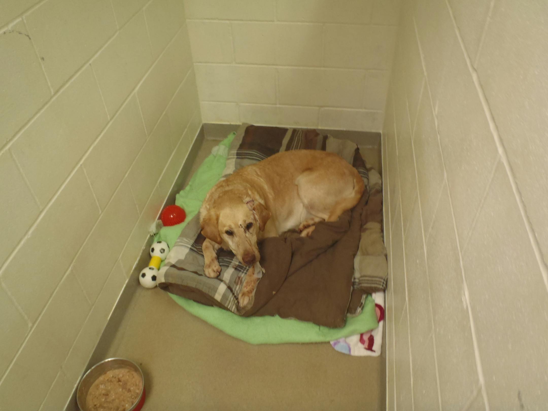 This dog was shot with a pellet gun and found in Stearns County.