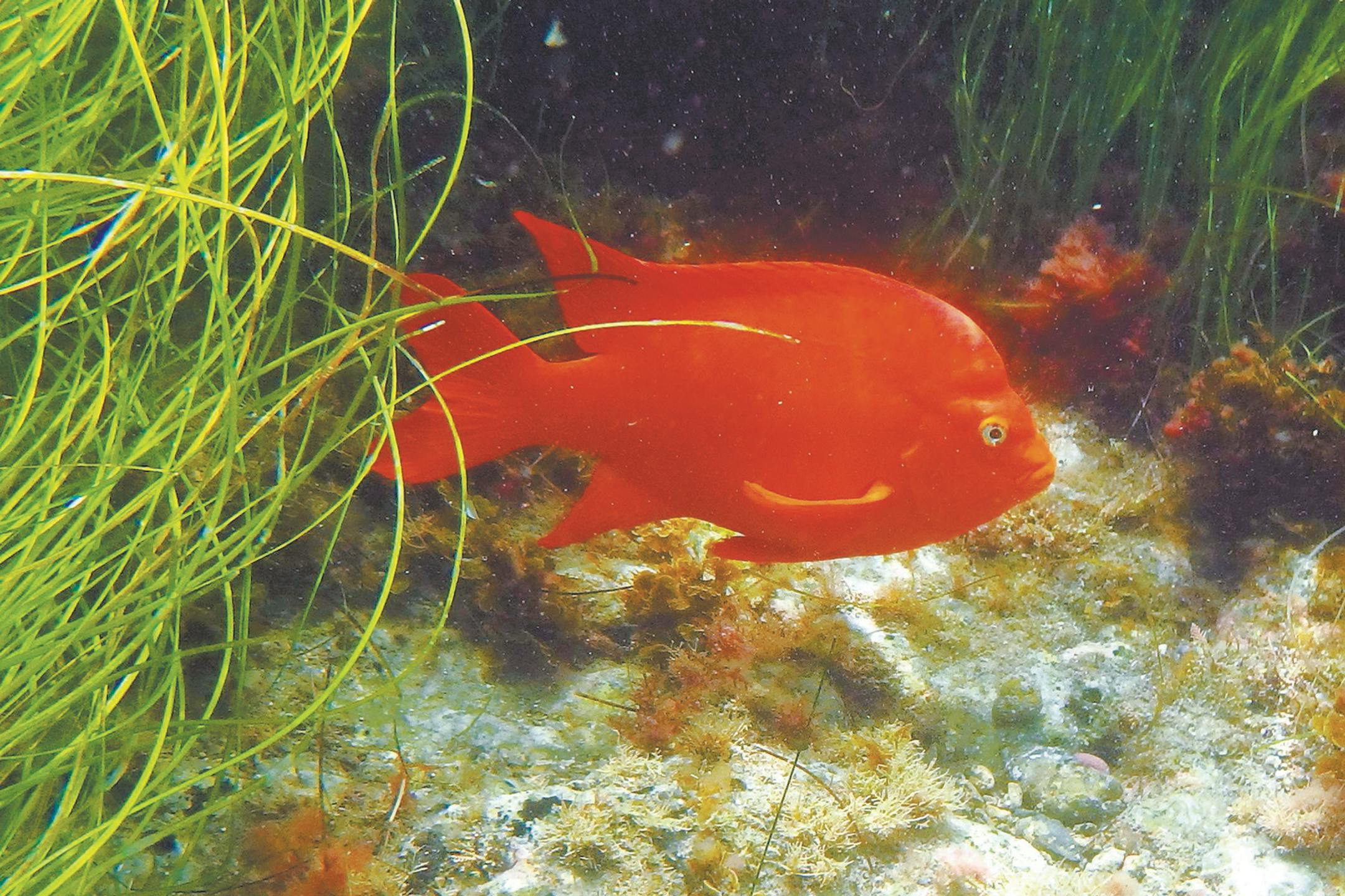 It's fun to see the bright orange garibaldis when snorkeling at Two Harbors and Avalon. (Doug Hansen/San Diego Union-Tribune/TNS)