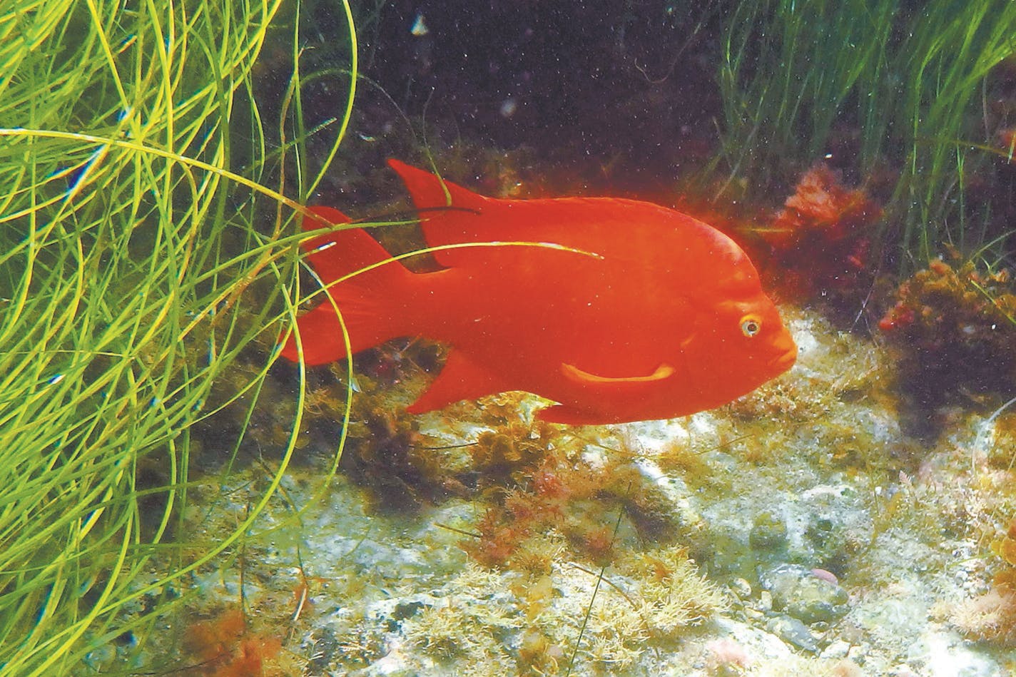 It's fun to see the bright orange garibaldis when snorkeling at Two Harbors and Avalon. (Doug Hansen/San Diego Union-Tribune/TNS)