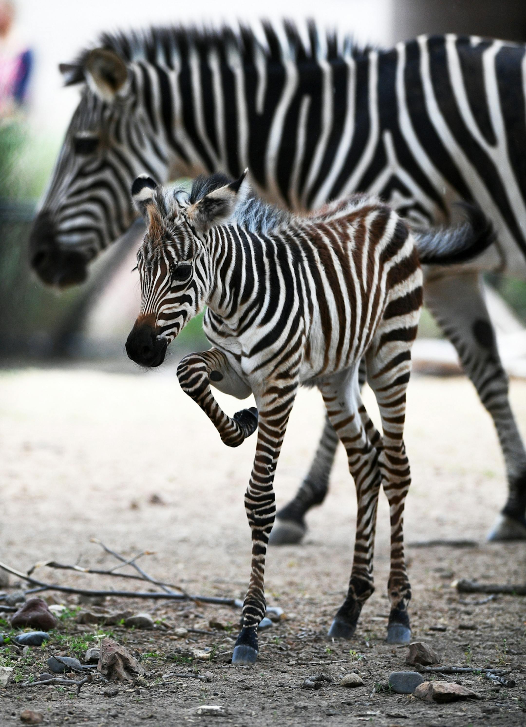 The newborn zebra stood in front of its mother, Minnie, at the Como Zoo in St. Paul on Tuesday.