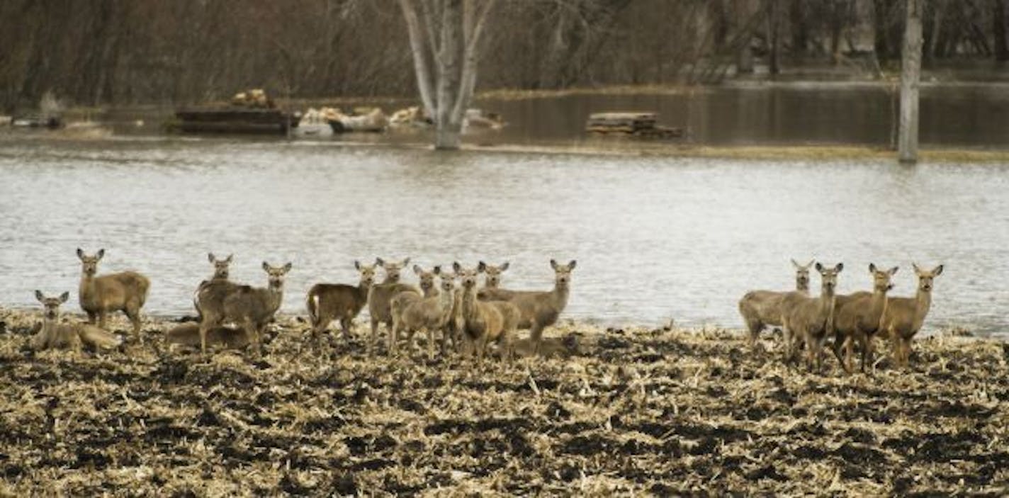 These deer were forced out of the woods by the rising Minnesota River into a cornfield near Hwy. 169 north of Mankato.