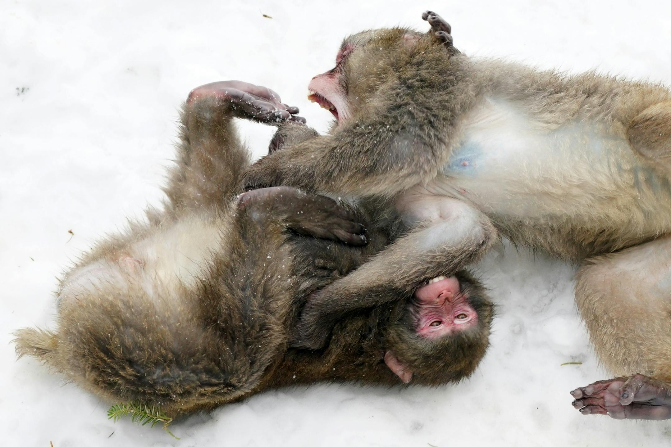 A pair of snow monkeys wrestled in their enclosure at the Minnesota Zoo.