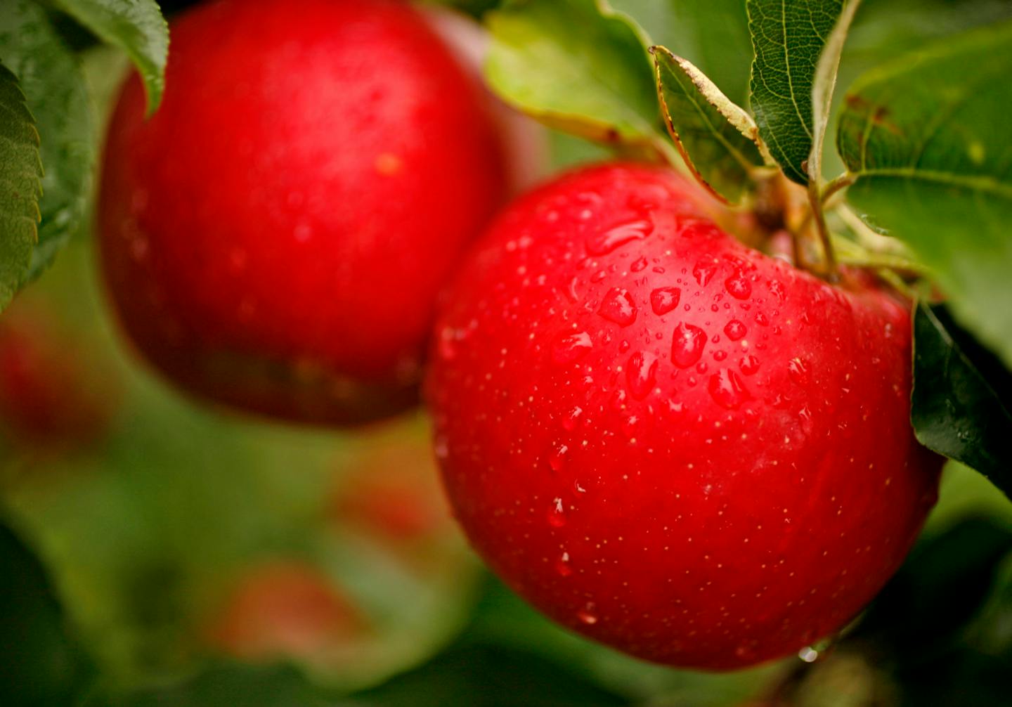 Honeycrisp apples, developed at the U.