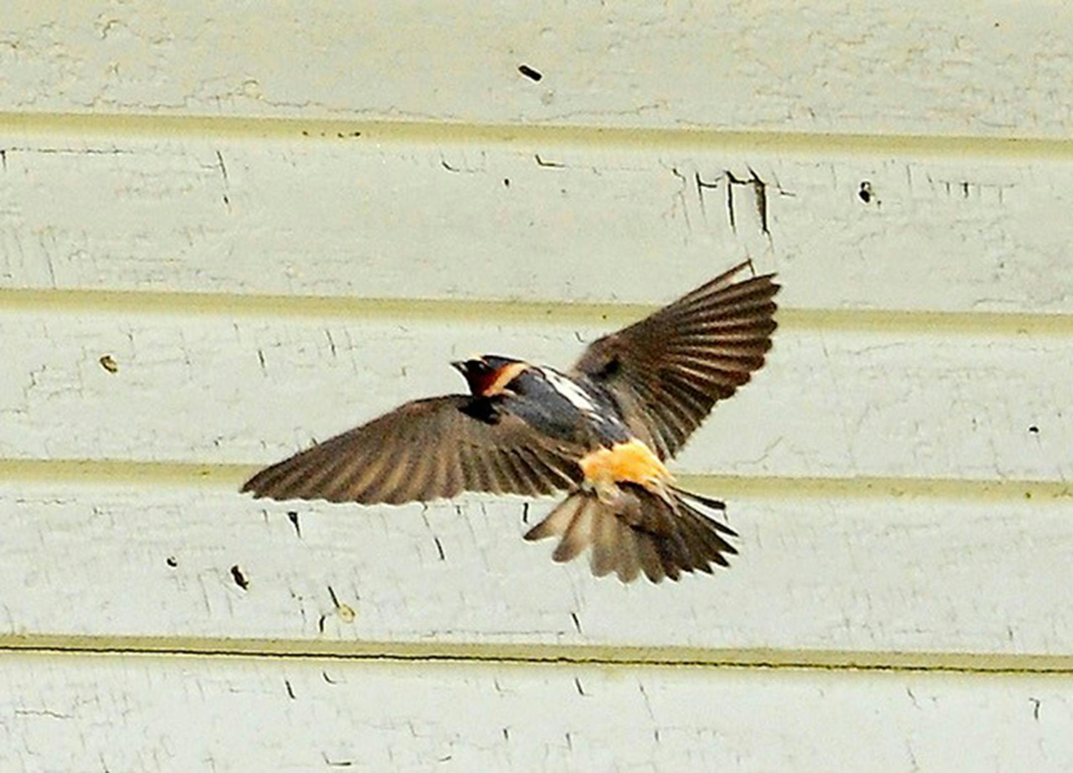 A cliff swallow in flight with a cream-colored clapboard-sided building in the background.