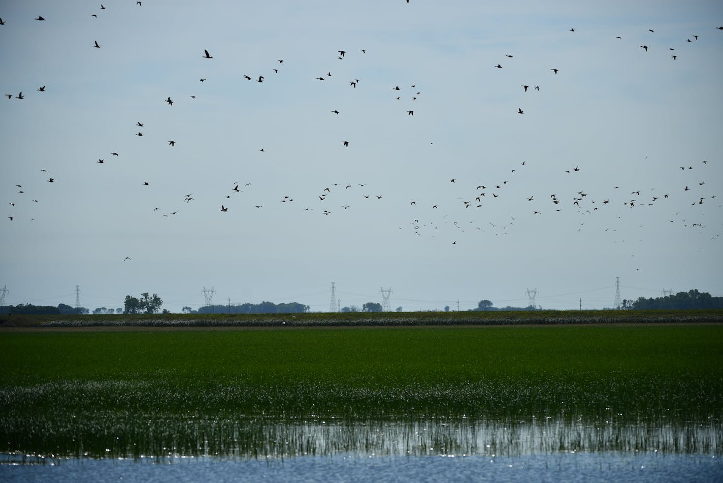 Thousands of waterfowl flew over the North Ottawa Impoundment in late August. The wetland has become a sanctuary for wildlife. ] (AARON LAVINSKY/STAR TRIBUNE) aaron.lavinsky@startribune.com RIVERS PROJECT: We look at three of Minnesota's rivers, including the Mississippi, Red and Chippewa, to see how land use effects water quality and pollution.