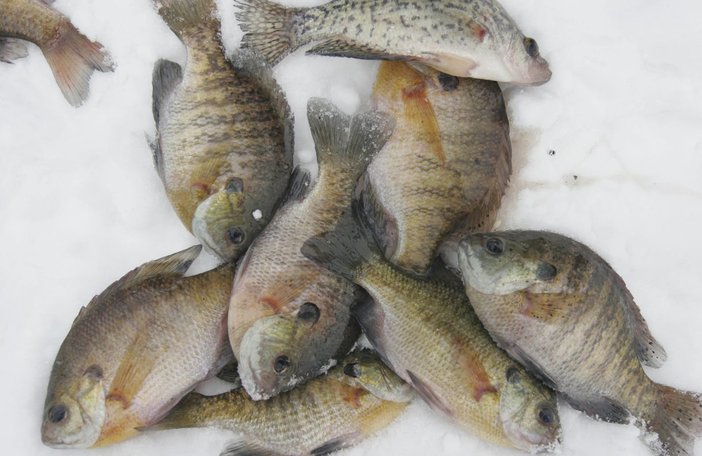 Sunfish and crappies are among the fish sought by anglers at Pelican Lake in Wright County. Northerns and bass also are present.