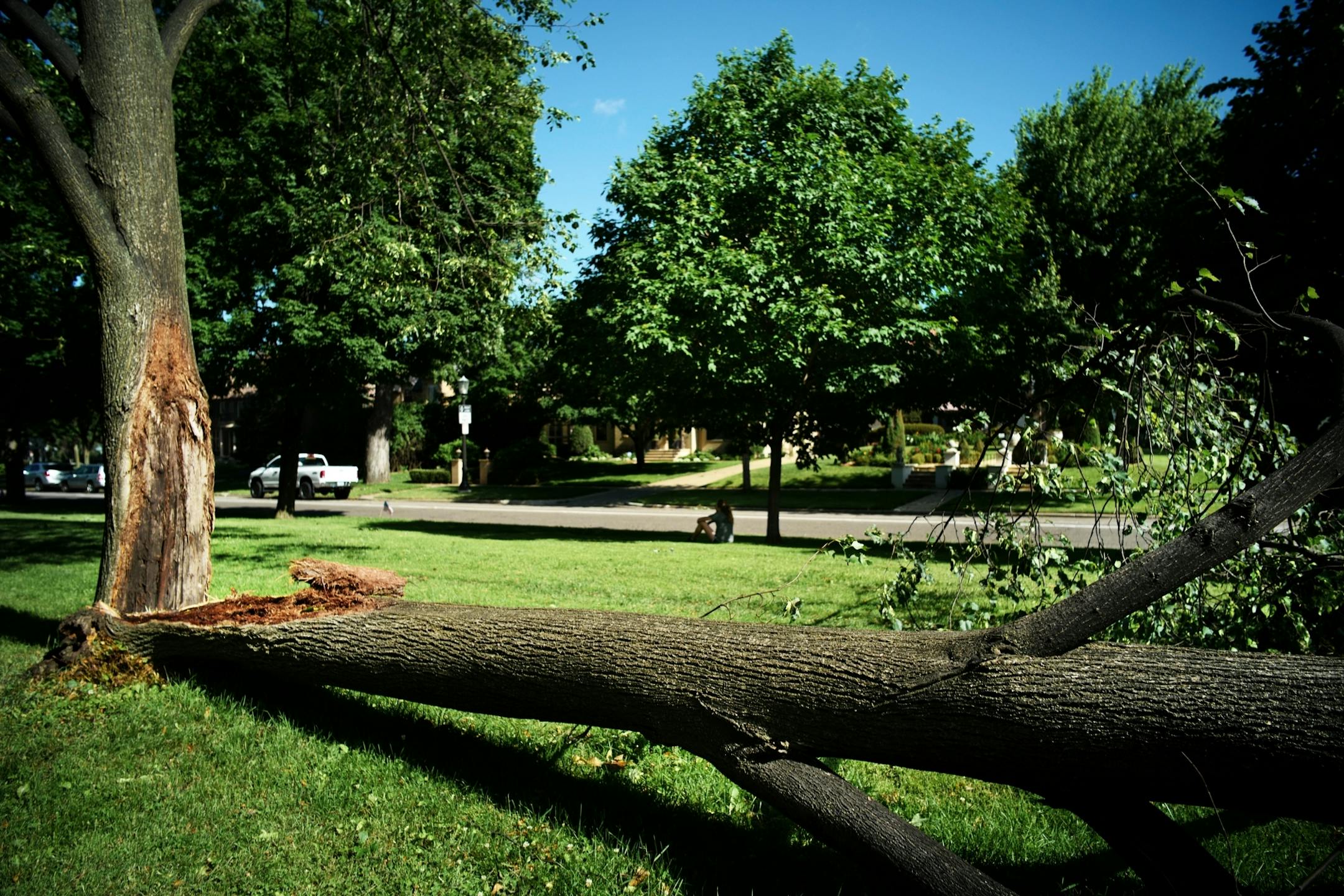 A down tree on Summit Ave. near Cleveland is one of the casualties of strong winds in the past couple days.