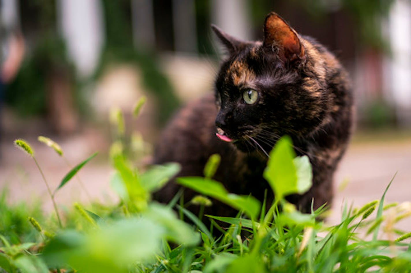 Fish, a 13 year-old cat belonging to Zach Randolph, eats grass outside her home on Thursday, July 29, 2021, in Minneapolis. ] ANTRANIK TAVITIAN • anto.tavitian@startribune.com