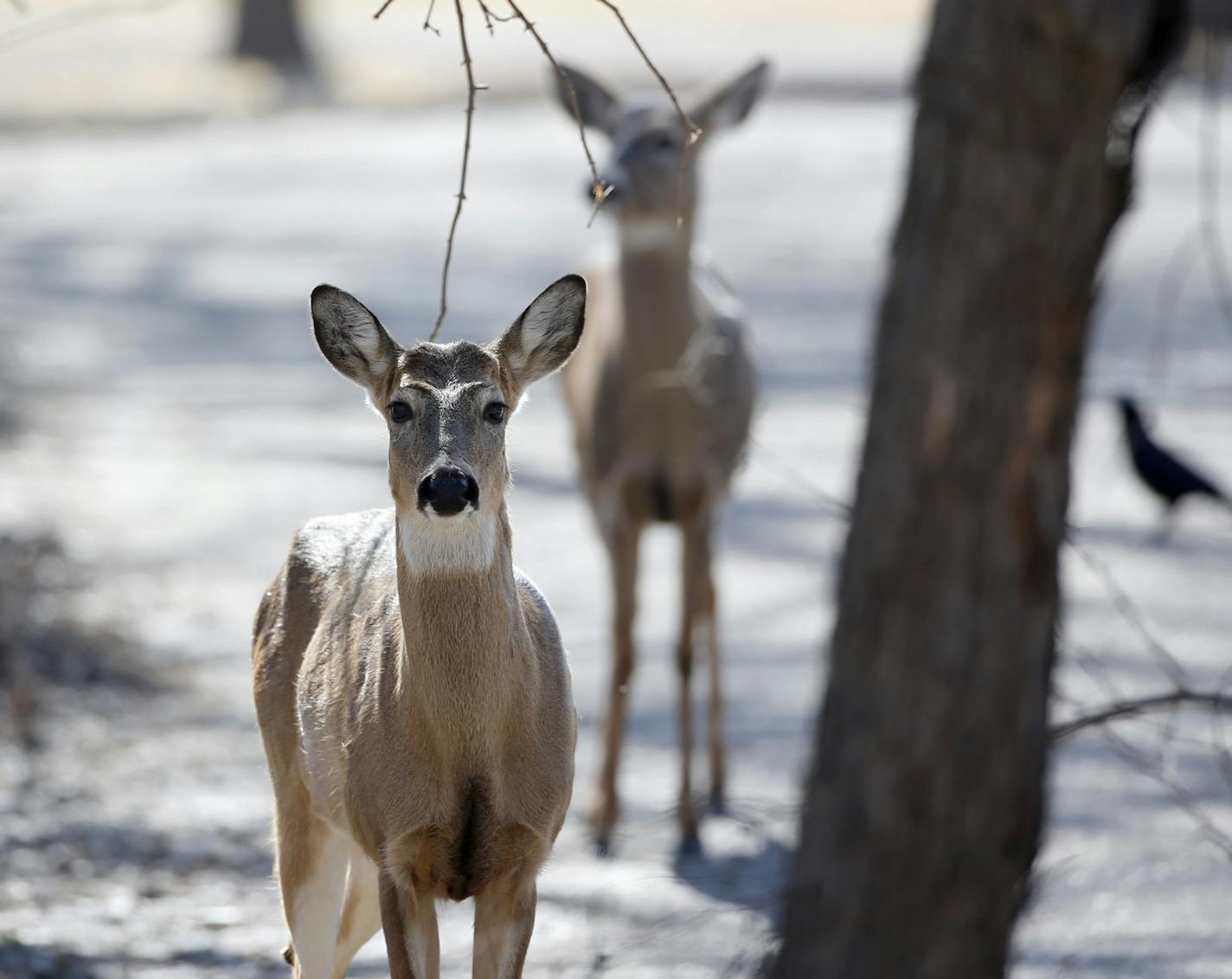 Two whitetail deer along the Minnesota River in 2013.