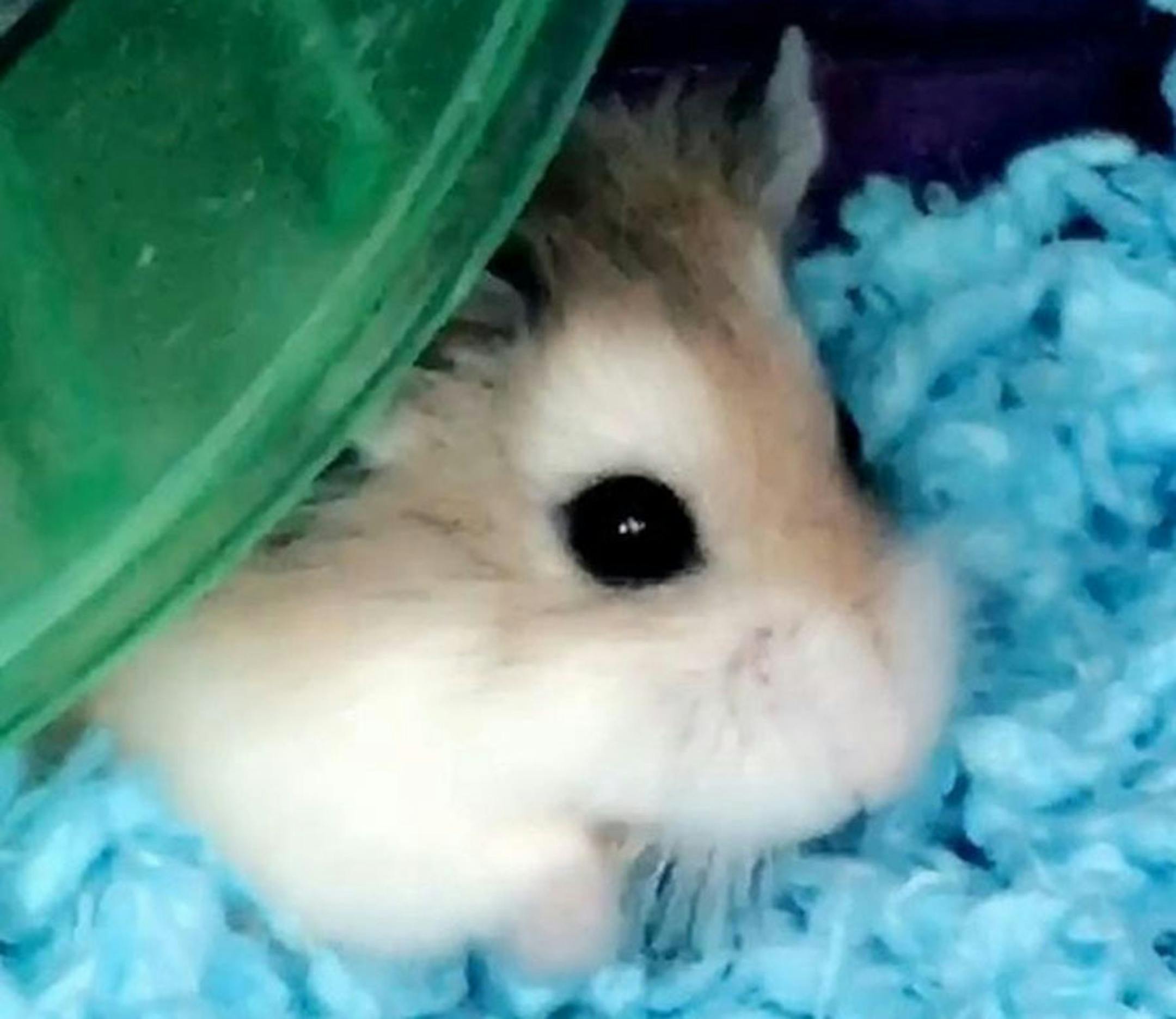 Pebbles the hamster was flushed down an airport toilet after Spirit Airlines refused to allow her on a flight to Fort Lauderdale in November.