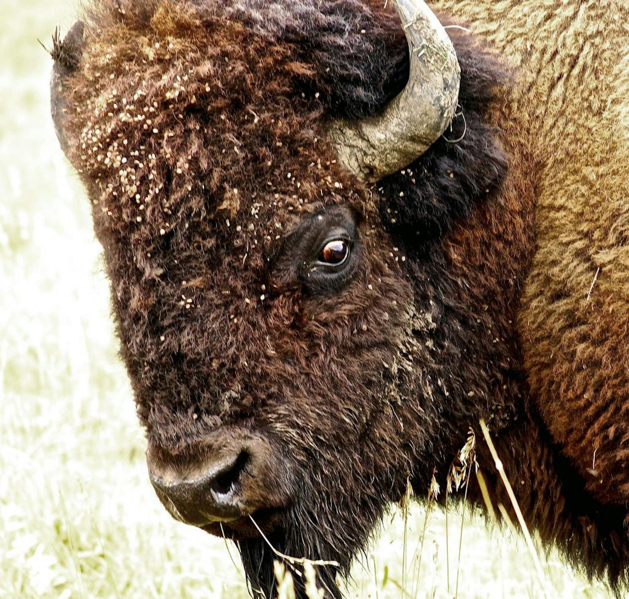 A bison�s massive, furry head allows it to fight off predators, clear snow to find grass and stay warm in frigid prairie winters.