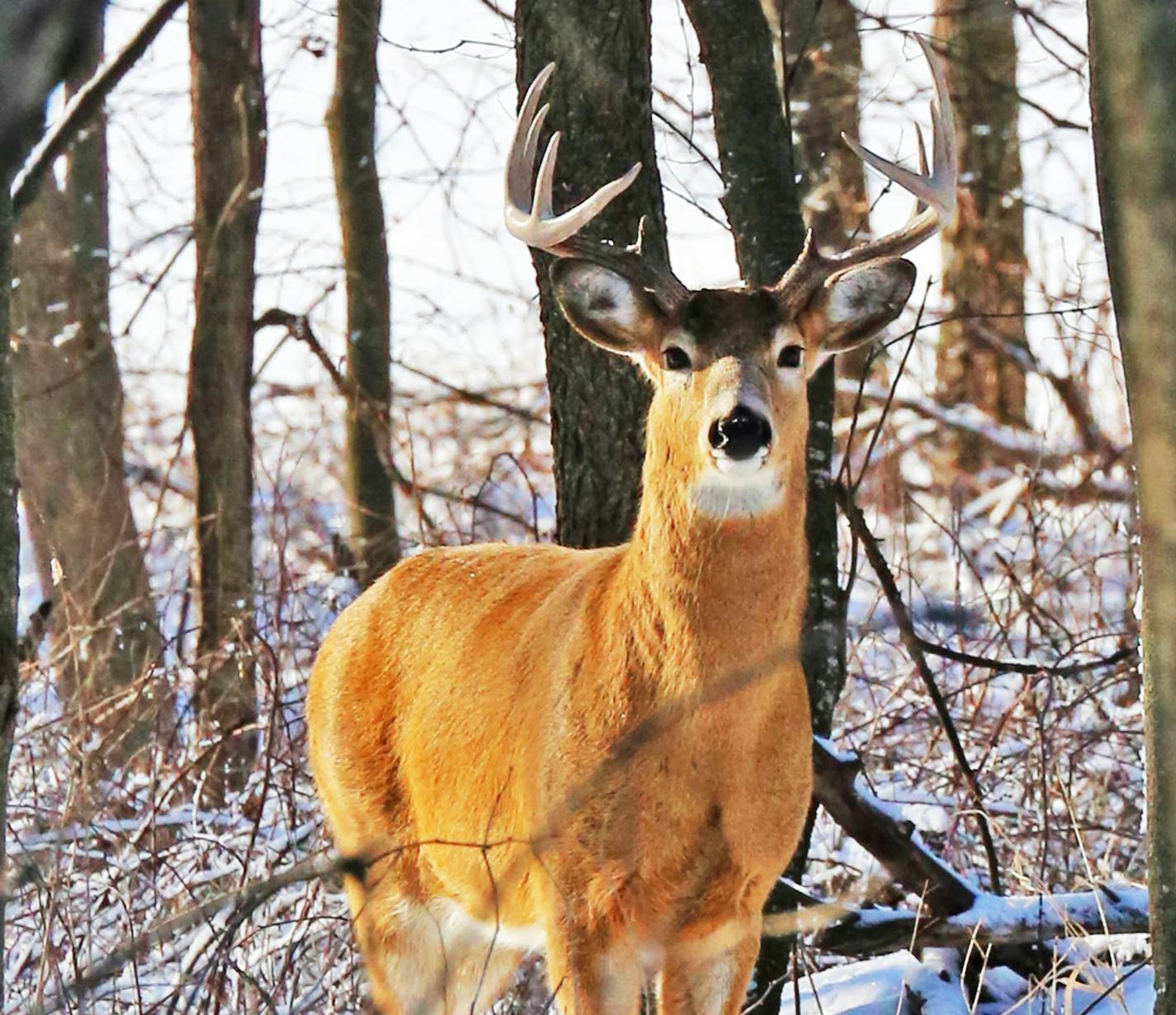 The Minnesota Deer Hunters Association will support a proposed DNR deer license cost increase if more of the funds are dedicated to whitetail management. ORG XMIT: MIN1701131124453414