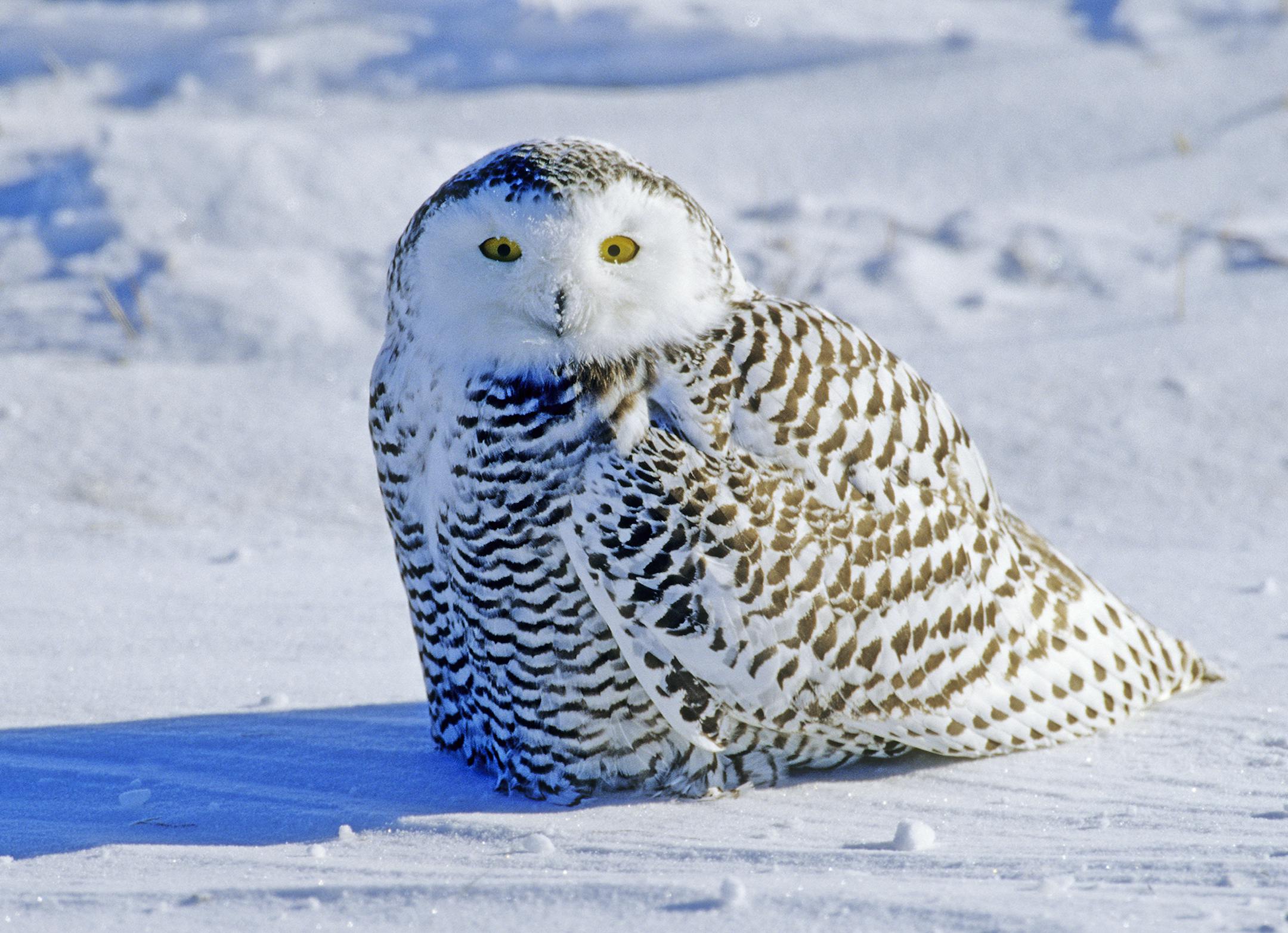 As of last week, more than 200 snowy owls have been spotted in Minnesota this winter. Snowy owls often hunt during the daytime. They prefer to inhabit open farm lands where they often perch on power poles, farm buildings, and even on the ground.