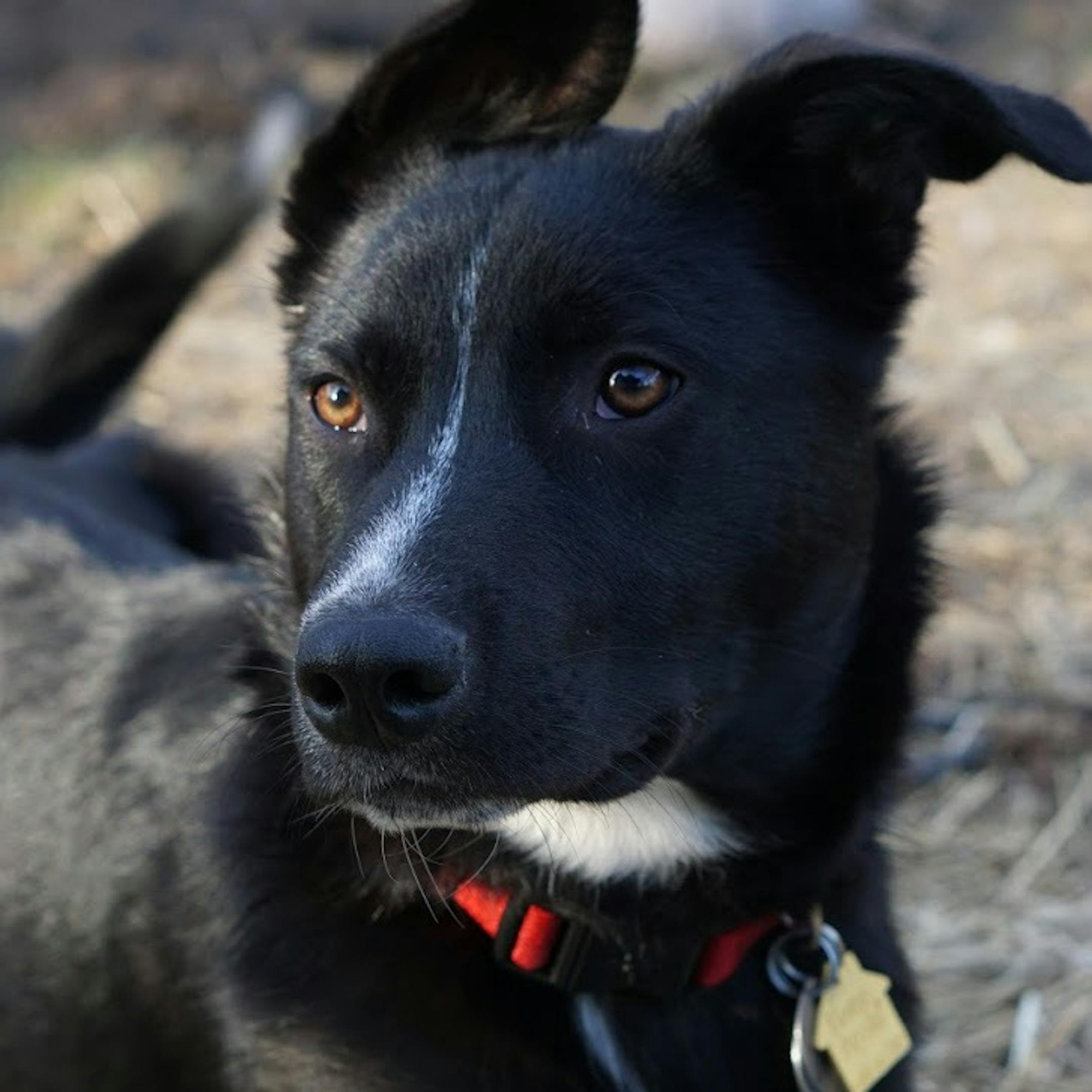 Now that he has reached the rebellious stage, Angus plots mischief in his downtime.