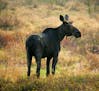 BRIAN PETERSON &#x2022; brianp@startribune.com Gunflint Trail, MN ]This bull moose, sprouting the bumps of new antler growth on it's head, grazed in a