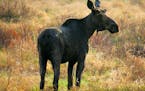 BRIAN PETERSON &#x2022; brianp@startribune.com Gunflint Trail, MN ]This bull moose, sprouting the bumps of new antler growth on it's head, grazed in a